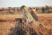 Picture 'KT1_43_05 Cheetah, Cub, Tanzania, Serengeti'